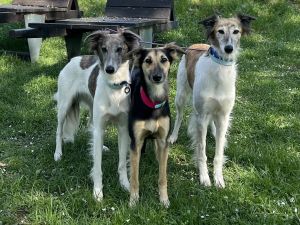 Langhaar Whippet Zucht